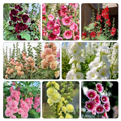 malvas Decoraciones otoñales un jardín resistente malva loca de jardín de semillas semillas tapizantes, resistentes al invierno 600semillas