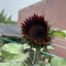 semillas de girasol perennes resistentes - prado de flores, plantas trepadoras de semillas de girasol Plantas perennes resistentes, de Pascua Plantas trepadoras 50pcs