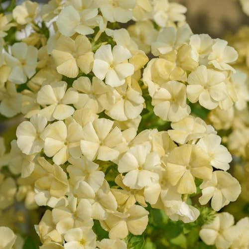 150samen phlox bodendecker - bodendecker winterhart, blumensamen mehrjährig, wildblumen topfpflanzen draußen winterhart, gartenpflanzen kräutergarten