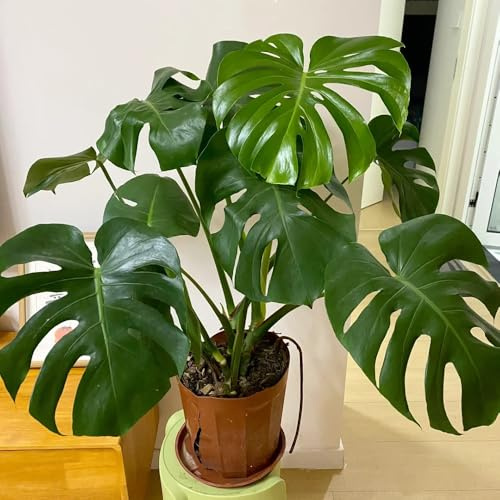 semillas de monstera - perennes resistentes, jardín de balcón 20pcs