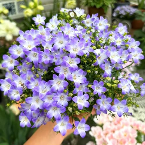semi di campanula campanula - balcone perenni resistenti primaverile, selvatici all'esterno selvatici da balcone 400pcs
