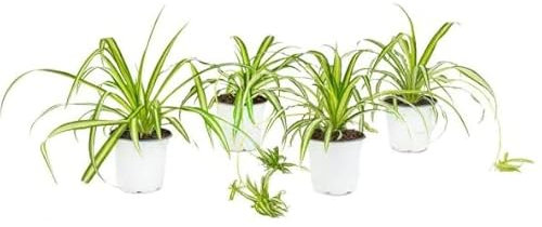 Plantas de Interior Chlorophytum Pack de 4 Plantas Naturales para Interior y Exterior