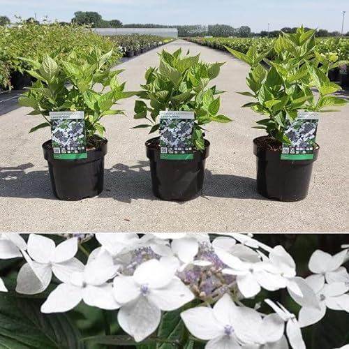Bauernhortensie 'Lanarth White' - Hydrangea macrophylla 'Lanarth White' - 25-30 cm Topf - Weiße Gartenhortensie