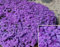 Semi di Timo Strisciante Viola – Pianta Coprisuolo Perenne, erbe aromatiche da aiuola rialzata, per Giardino, Balcone e Cortile, timo serpillo, lettino alle erbe (1000 Pcs Viola)