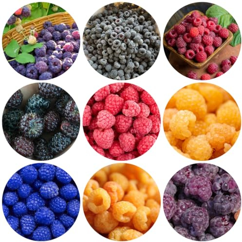 semi di lampone resistenti, colonnari acquistare semi, varietà antiche biologici 350pcs