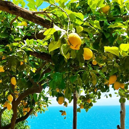 semillas de limonero resistente - orgánicas, variedades tradicionales 500pcs