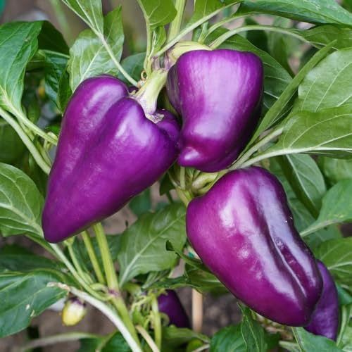 Paprika Oda Samen für ca. 20 Pflanzen - außergewöhnliche Fruchtfarbe