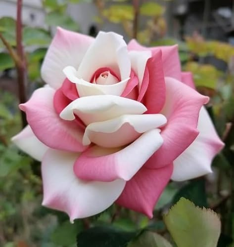 Rosas híbridas/Portainjertos de rosas raras/Rosas resistentes/Decoración de jardín-1 Rizoma-F