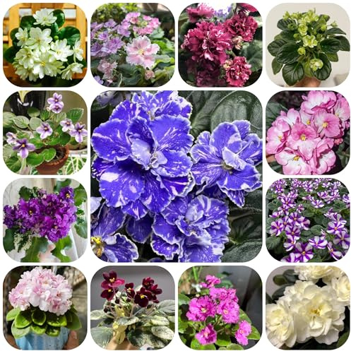 violetta africana di selvatici esotici balcone in vaso primaverili, resistenti in vaso semi di per balcone ombra semi 650semi