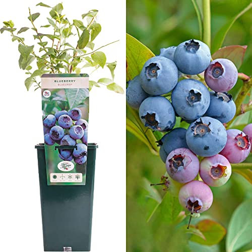 Blueberry Vaccinium Bluecrop | Compact Deciduous Fruit Plant | 30-50cm Potted