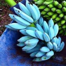 Generic Fresh 100 pcs Banana Fruit Seeds for Planting Sky Blue