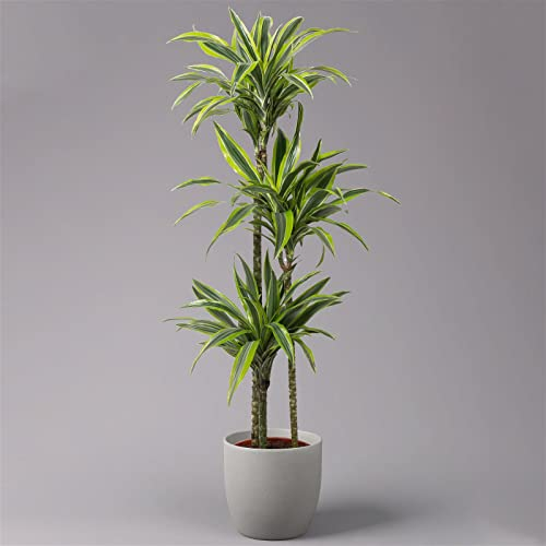 Duftender Drachenbaum 'Lemon Lime', Topf-Ø 24 cm, Höhe ca. 140 cm