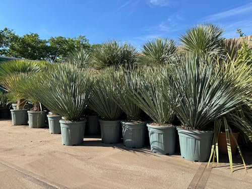 Sunny Tree - Yucca Rostrata Blue Blue - Palmlellie - 100 cm - Winterharte Pflanze bis -20°C - Ideal für Garten & Terrasse