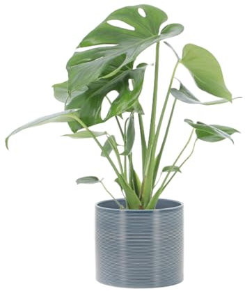 KENTIS - Monstera Deliciosa Pianta Vera da Interno - Piante da Appartamento - H 40-50 cm Vaso Ø 14 cm