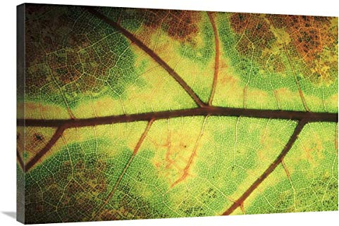 Global Gallery European Beech Detail of Leaf Showing Venation, Europe-Canvas Art-36x24