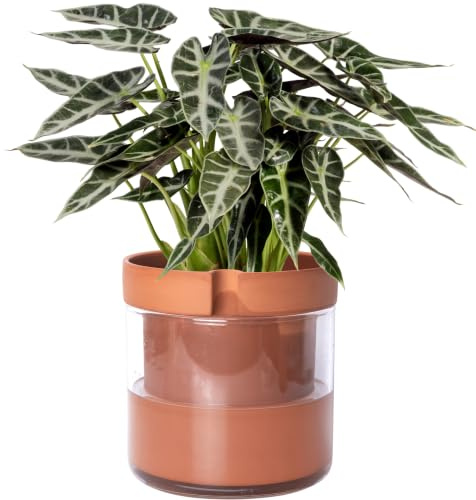 Phoenix Vine 20,3 cm selbstbewässernder Pflanztopf aus Terrakotta-Ton, mit Glasspeicher für Zimmerpflanzen, Kräuter, Blumen, 1er-Set, 52-A-H-1