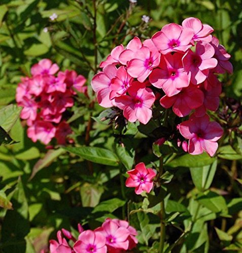 Hohe Flammenblume Windsor - Phlox paniculata - lebende Gartenpflanze aus den Baumschulen