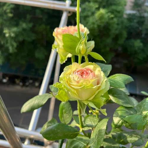 rosal silvestres, macizo de exóticas rosas trepadoras resistentes en macetas al aire libre Decoraciones de jardín al aire libre,. semillas 200semillas