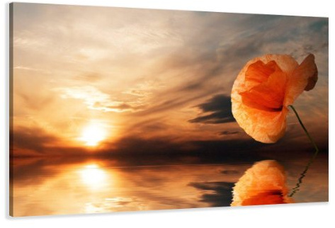 Visario Leinwandbild 120x80 cm 5022 Mohnblume Sonnenuntergang Orange Gold Wandbild Natur Blumen Wasser Spiegelung Wohnzimmer Schlafzimmer Büro fertig aufgespannt Holzrahmen Leinwand Kunstdruck