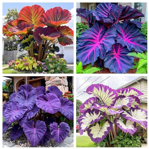 Elephant Ears Bulbs Giant,Elephant Ear Plant Live-Potted/Plants/Rhizome/Ornamental/Resistant/Bedding/Gorgeous-E-3 Bulbs