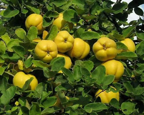 Quitte Cydonia oblonga Pflanze 25-30cm Quittenbaum echte Quitte Obstbaum Rarität