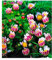 BALDUR Garten Winterharter Bodendecker Afrikanisches Ringkörbchen, 3 Pflanzen Anacyclus depressus, Polsterstaude, Ringblume, winterharte mehrjährige Staude, trockenresistent, blühend