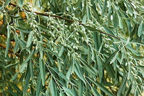 Russische Olive - 12 Samen