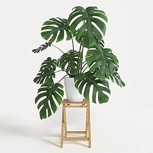 Portal Cool Monstera Suculenta Semi Fiori Bonsai Monstera Deliciosa Borsigiana Paquete de 100