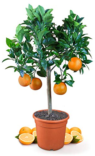 Meine Orangerie Orangenbaum Mezzo - echte Orange - Zitruspflanze - Citrus sinensis - Orange Tree - veredelter Apfelsinenbaum in Gärtner-Qualität