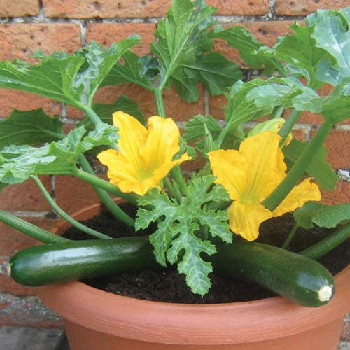 Organic Zucchini Courgette F1 Midnight Vegetable Seeds - Spring/Summer Sowing - 7 Seeds