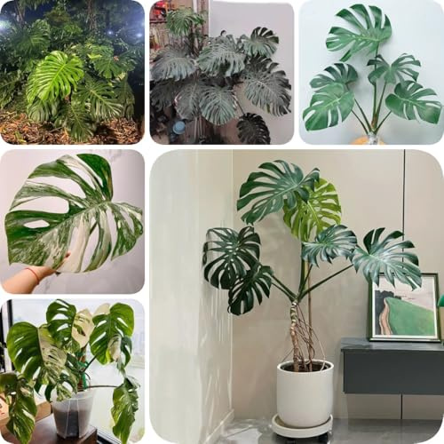 350 piezas Semillas de Monstera Deliciosa Variegata plantas en macetas para exterior, plantas en macetas resistentes Semillas de plantas de Monstera, Plantas perennes resistentes para