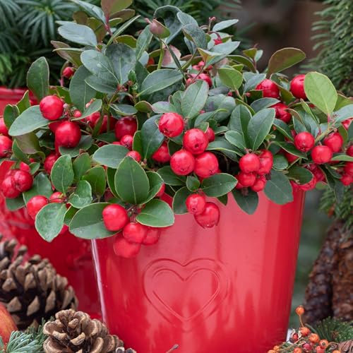 Gardeners Dream Gaultheria 'Big Berry' Scheinbeere Winterhart (10-20 cm inkl. Topf) - Immergrüne Bodendecker Winterhart Mehrjährig - Ideal als Steingarten Pflanzen, Winterharte Pflanzen für Garten
