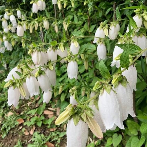 glockenblume - campanula medium - topfpflanzen draußen winterhart glockenblumesamen, bio blumenbeet wildblumen balkonblumen 55pcs