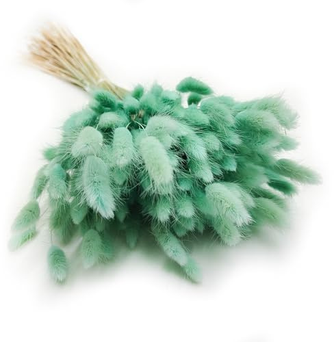 Enchanted Dekogras Getrocknetes Gras Ziergras Hasenschwänze Lagurus Ovatus Samtgras Häschen-Schwanzgras Trockenblumen Natürlich Boho 120 - 150 Stück 100 g Mintgrün