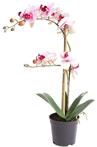Nova-Nature künstliche Orchidee Bora (Orchideen Pflanze/Phalaenopsis) im schwarzen Kunststofftopf mit Rispen, Blättern und Luftwurzeln real Touch (Creme-pink, ca. 50 cm / 2 Rispen)