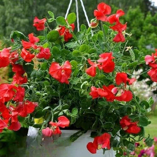 Sweet Pea Dwarf Scarlet 20 seeds + Plant tag + Freebie - hanging basket flower - Lathyrus odoratus
