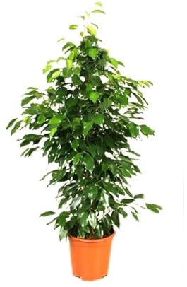 Ficus Benjamina Planta Natural de Interior - Fácil de Cuidar y Decorar