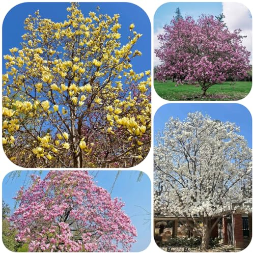 semillas de magnolia, magnolia, para el jardín aptas para las abejas comprar jardín exóticas variedades antiguas raras 20pcs