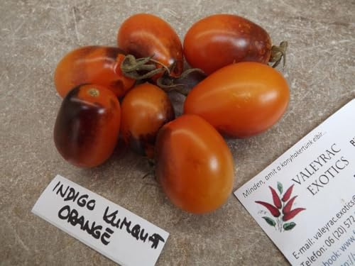 Indigo Kumquat Arancione-tomat – 10+ frön – UNDERBARA och LÄCKRA! P 181
