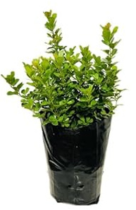 Buje o Buxus Arbusto Natural de Exterior Ideal para Cercados y Jardines