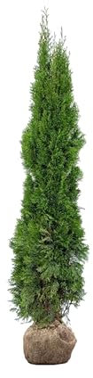 Lebensbaum ‚Smaragd‘ – Thuja occidentalis – Heckenpflanze – Auswahl der Höhe 60–225 cm – immergrün & robust – ideal für dichte Hecken und Sichtschutz (Variante 180-200cm)
