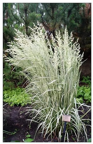 Stauden Gänge 3 x Calamagrostis x acutiflora 'Avalanche' Buntes Reitgras | Buntes Ziergras für Sonne bis Halbschatten, Blüte Juni bis August, mehrjährig, 1 L Topf (11x11 cm)