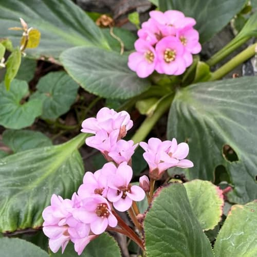 Semi di autunnali di Bergenia, decorazione del giardino per esterno Bergenia cordifolia - balcone decorazione del soggiorno di d'appartamento 50pcs