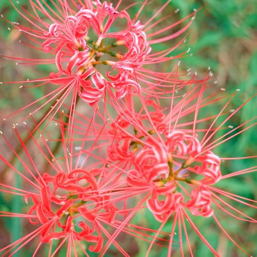 giglio ragno - Lycoris Radiata Aiuole rialzate giardino di balcone 4bulbi