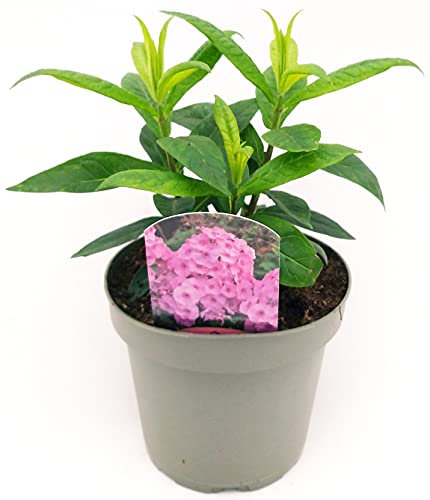 POWERS TO FLOWERS - PHLOX ROSA, pianta vera