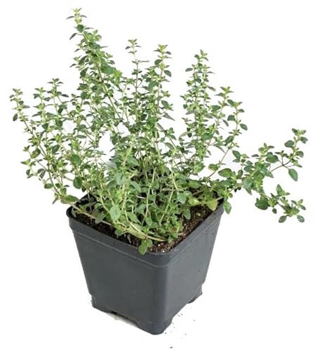 Tomillo Natural Planta Primaveral con Hojas Aromáticas