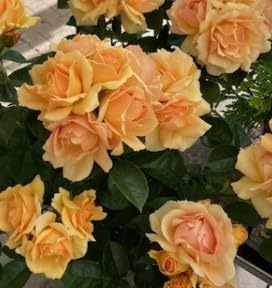 Hochstammrose Hansestadt Rockstock ® - apricot-gelb - Tantau Rosen - 90cm Stamm + Krone