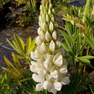 Lupinus Hybride 'Fräulein' – Winterhart & Mehrjährig & Pflegeleicht – Lupine – Beetstaude für Garten & Staudenbeet