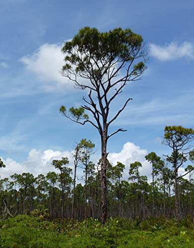 Karibische Kiefer (Pinus caribaea) 20 Samen