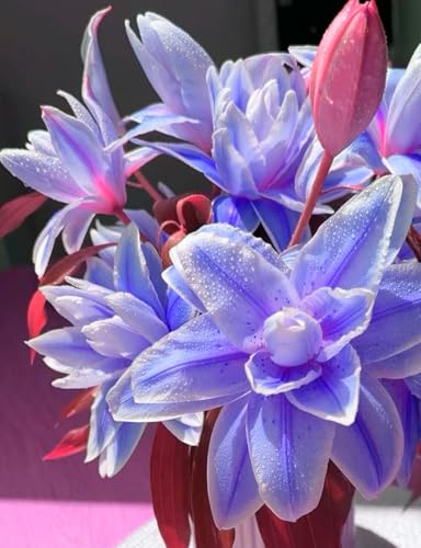 giglio bulbi,Robusto, Nobile, Delicato, lilium bulbi,Elegante, Naturale-2 bulbi-A